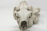 Articulated, Fossil Oreodont (Miniochoerus) Skeleton - Wyoming #197374-7